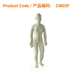 Human Female Acupuncture Model</br>女性人体针灸模型